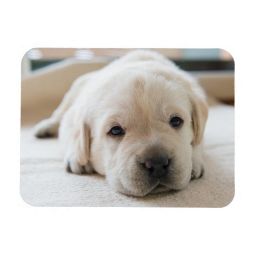 Sleepy Golden Labrador Puppy Magnet