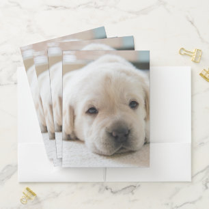 Sleepy Golden Labrador Puppy Pocket Folder
