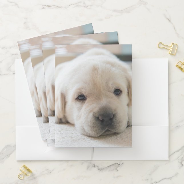 Sleepy Golden Labrador Puppy Pocket Folder (In Situ)