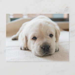 Sleepy Golden Labrador Puppy Postcard