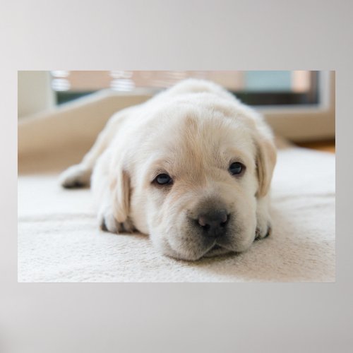 Sleepy Golden Labrador Puppy Poster