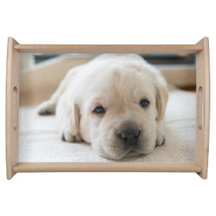 Sleepy Golden Labrador Puppy Serving Tray