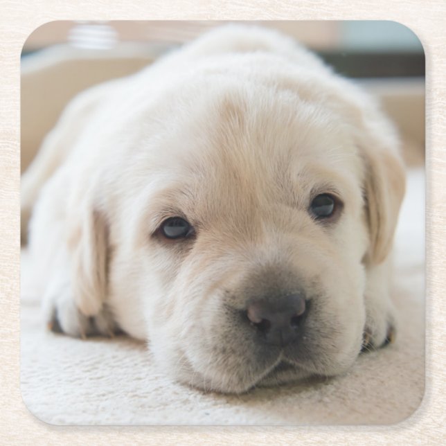 Sleepy Golden Labrador Puppy Square Paper Coaster (Front)