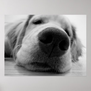 Sleepy Golden Poster