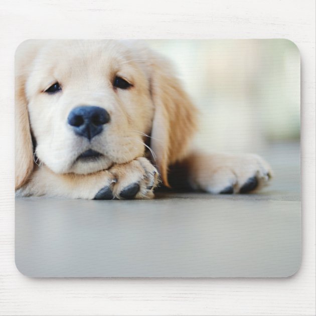 golden retriever mouse pads