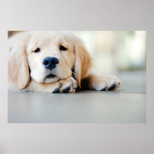 Sleepy Golden Retriever Puppy Poster