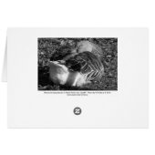 Sleepy Graylag Goose (Black and White) (Back Horizontal)