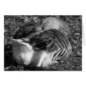 Sleepy Graylag Goose (Black and White) (Front Horizontal)