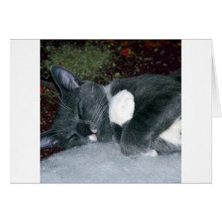Sleepy Gus Cards