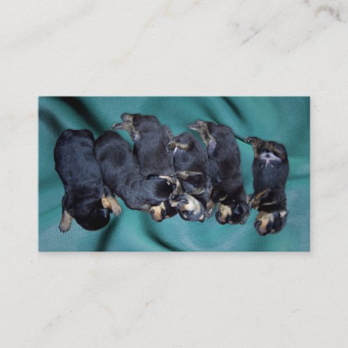 sleepy head rottweiler puppies business card