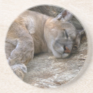 Sleepy Head Sandstone Coaster