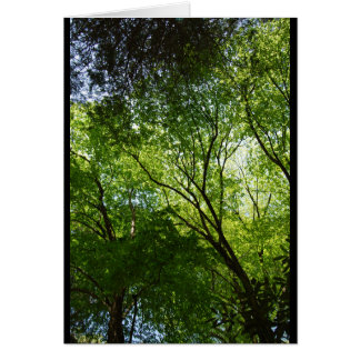 Sleepy Hollow trees Cards