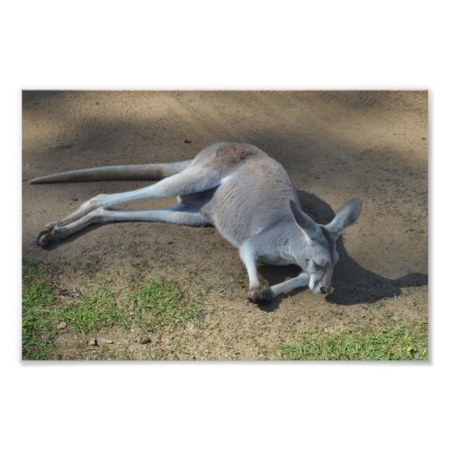 Sleepy Kangaroo Photo Print