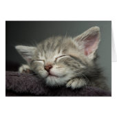 Sleepy Kitten (Front Horizontal)