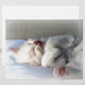 Sleepy Kitten (Front/Back)