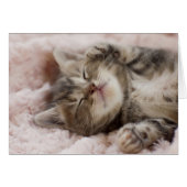 Sleepy Kitten (Front Horizontal)