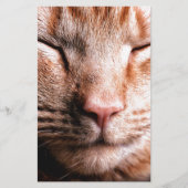 Sleepy Kitten (Front)