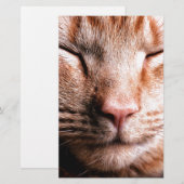 Sleepy Kitten (Front/Back)