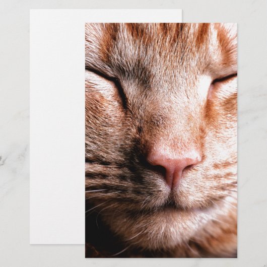 Sleepy Kitten (Front/Back)