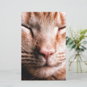 Sleepy Kitten (Standing Front)