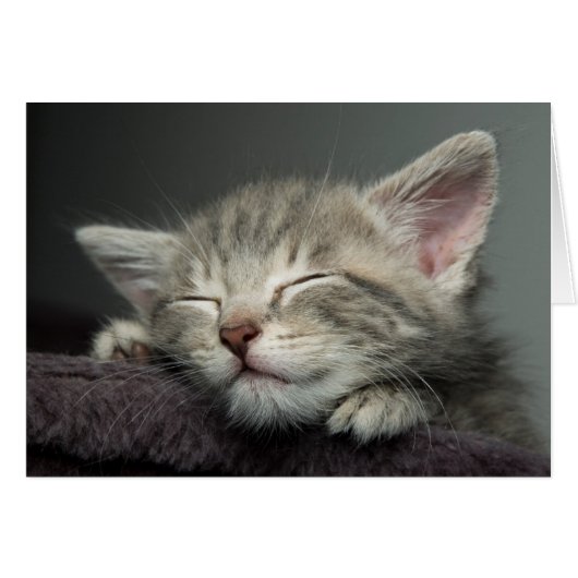 Sleepy Kitten Cards (Front Horizontal)