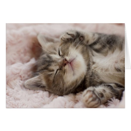 Sleepy Kitten Cards (Front Horizontal)
