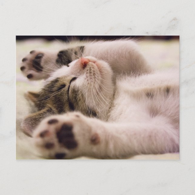 Sleepy Kitten | Paws Stretched Out Postcard (Front)