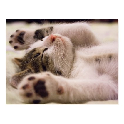 Sleepy Kitten | Paws Stretched Out Postcard