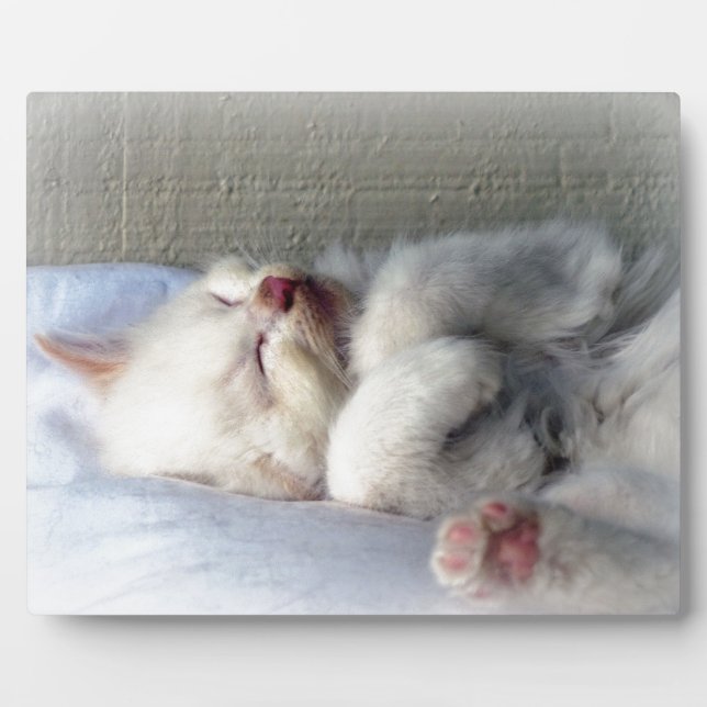 Sleepy Kitten Plaque (Front)