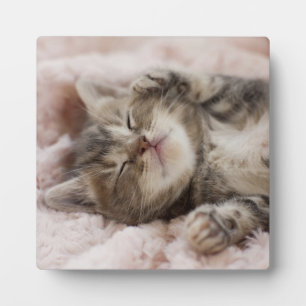 Sleepy Kitten Plaque