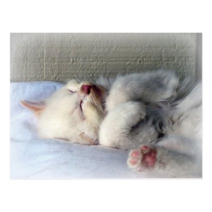 Sleepy Kitten Postcard