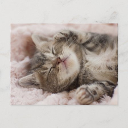 Sleepy Kitten Postcard