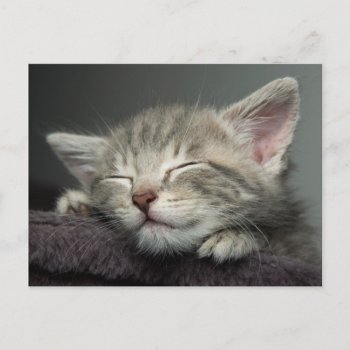 Sleepy Kitten Postcard by cutestbabyanimals at Zazzle
