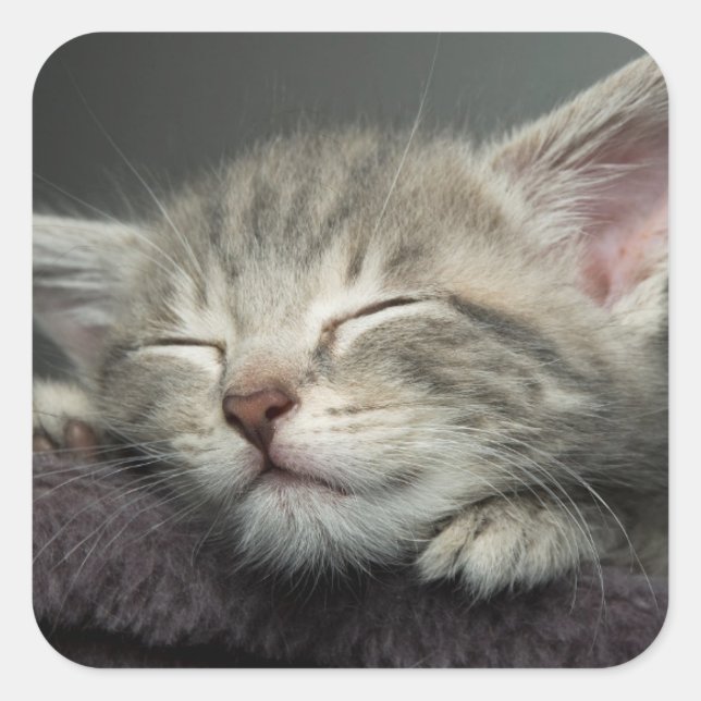Sleepy Kitten Square Sticker (Front)