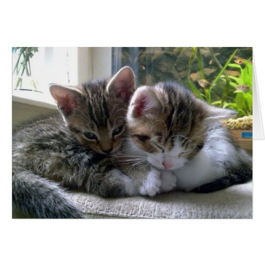 Sleepy Kittens Cards (Front Horizontal)