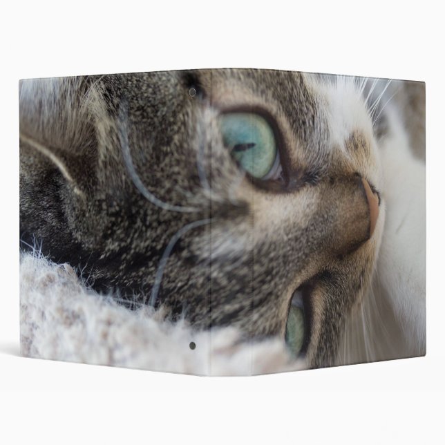 Sleepy Kitty Binder (Background)