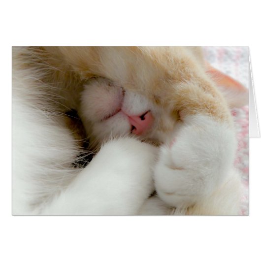 Sleepy Kitty Cards (Front Horizontal)