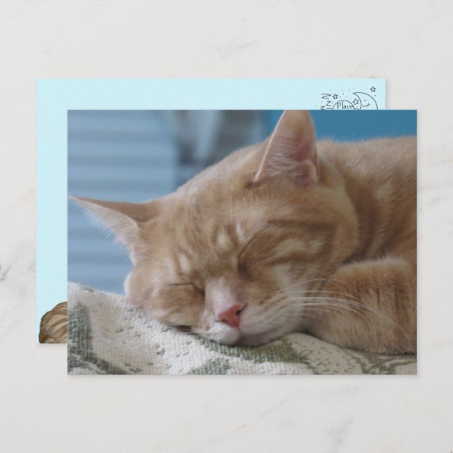 Sleepy Kitty Taz - Cat Postcard (Front/Back)