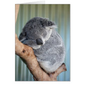 Sleepy Koala (Front)