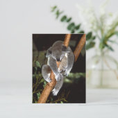 Sleepy Koala (Standing Front)