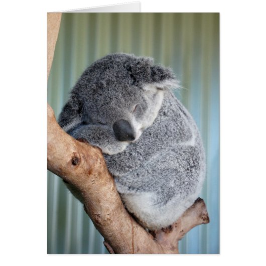 Sleepy Koala Cards (Front)