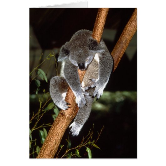 Sleepy Koala Cards (Front)