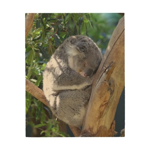 Sleepy Koala in Tree Wood Wall Art