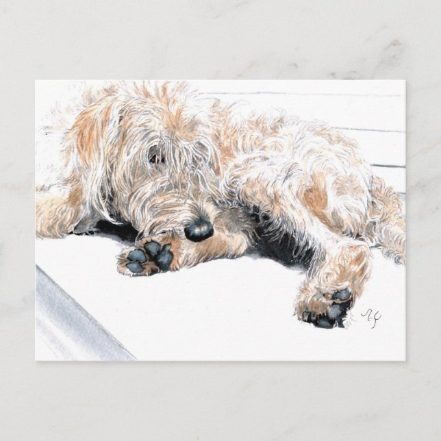 Sleepy Labradoodle Postcards (Front)