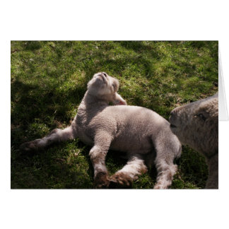 Sleepy Lamb Cards