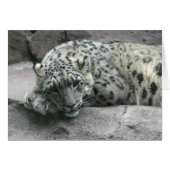 Sleepy Leopard (Front Horizontal)