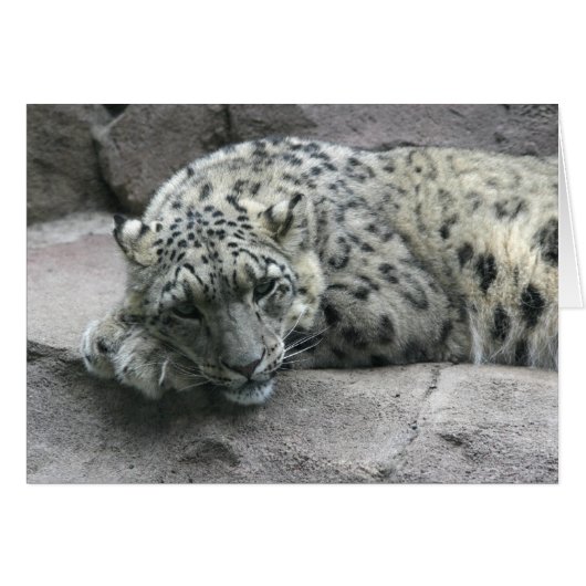 Sleepy Leopard (Front Horizontal)