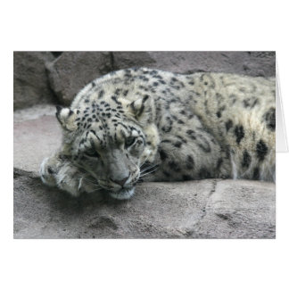 Sleepy Leopard Cards