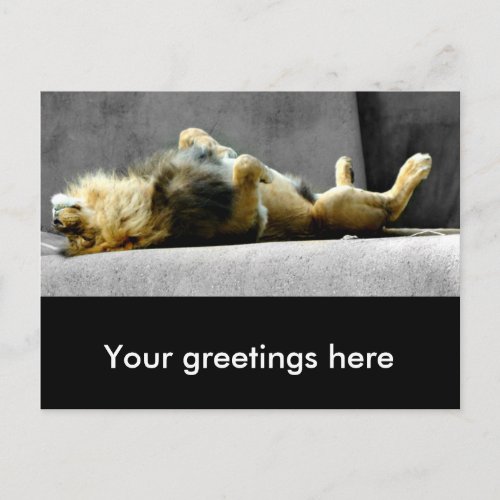 Sleepy Lion Postcard