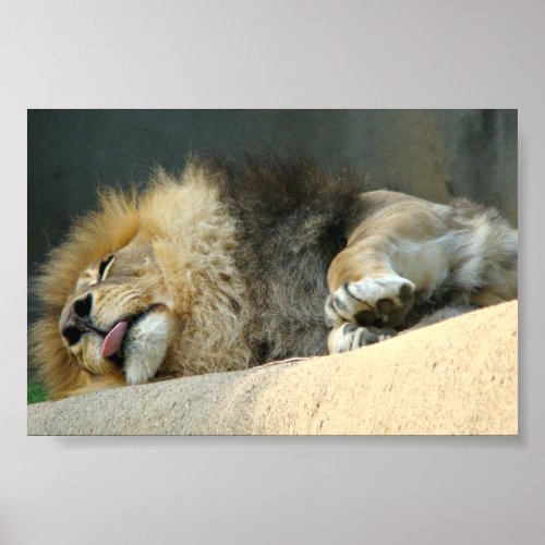 Sleepy lion sticking out the tongue 6X4 Poster